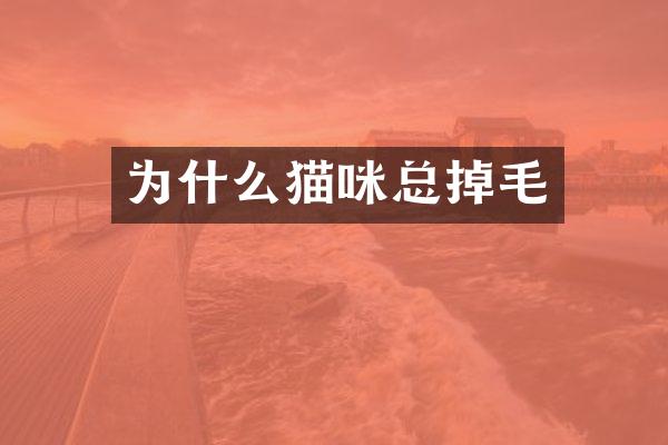 为什么猫咪总掉毛