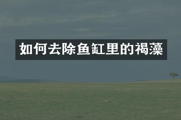 如何去除鱼缸里的褐藻