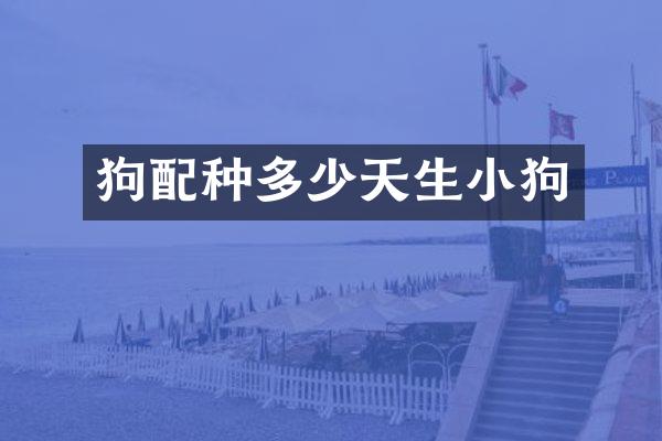 狗配种多少天生小狗