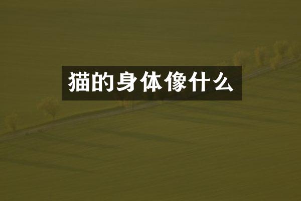猫的身体像什么