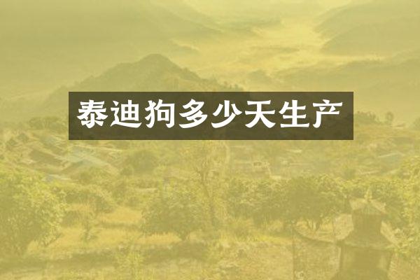 泰迪狗多少天生产