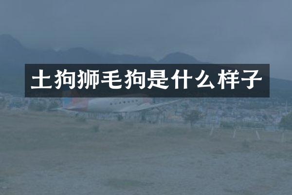土狗狮毛狗是什么样子