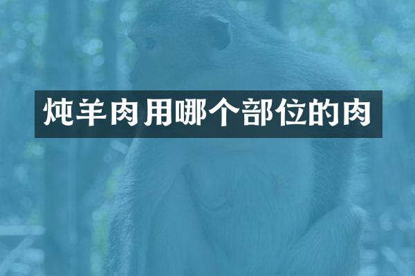 炖羊肉用哪个部位的肉