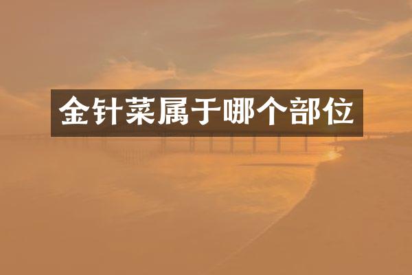 金针菜属于哪个部位