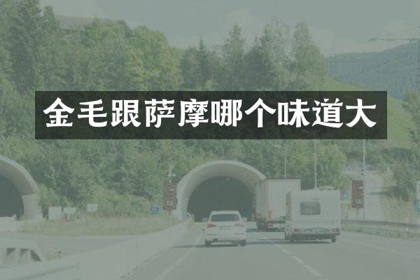金毛跟萨摩哪个味道大
