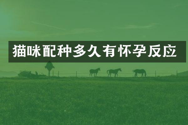 猫咪配种多久有怀孕反应