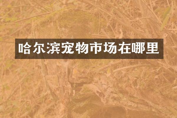 哈尔滨宠物市场在哪里