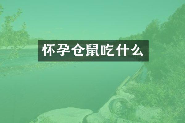 怀孕仓鼠吃什么