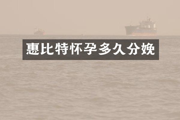 惠比特怀孕多久分娩