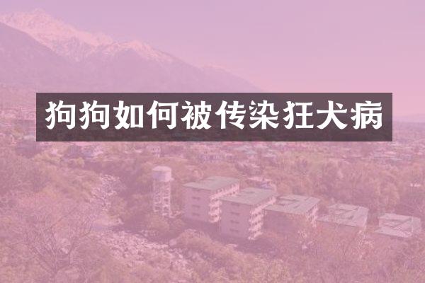 狗狗如何被传染狂犬病