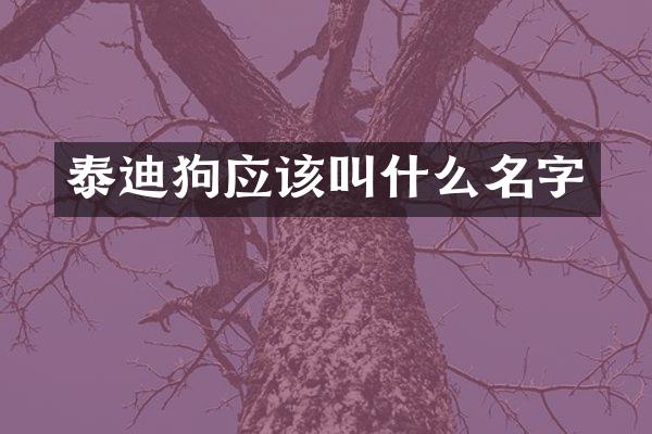泰迪狗应该叫什么名字