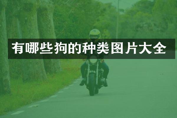 有哪些狗的种类图片大全