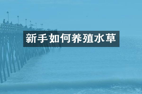 新手如何养殖水草