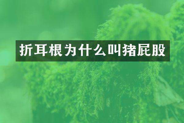 折耳根为什么叫猪屁股