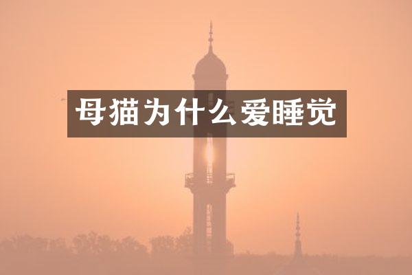 母猫为什么爱睡觉