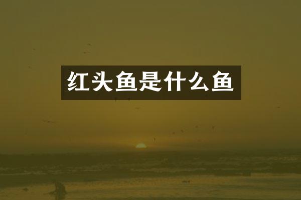 红头鱼是什么鱼