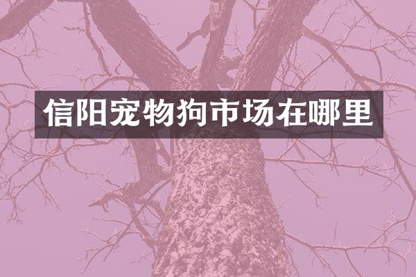 信阳宠物狗市场在哪里