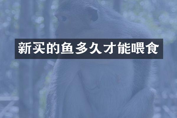 新买的鱼多久才能喂食