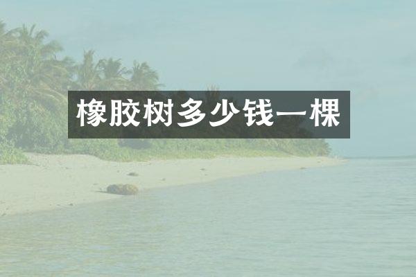 橡胶树多少钱一棵