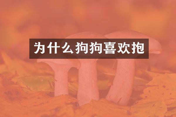 为什么狗狗喜欢抱