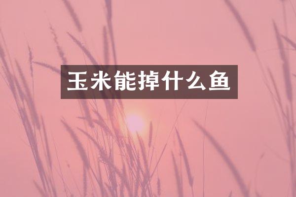 玉米能掉什么鱼