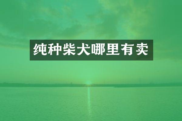 纯种柴犬哪里有卖
