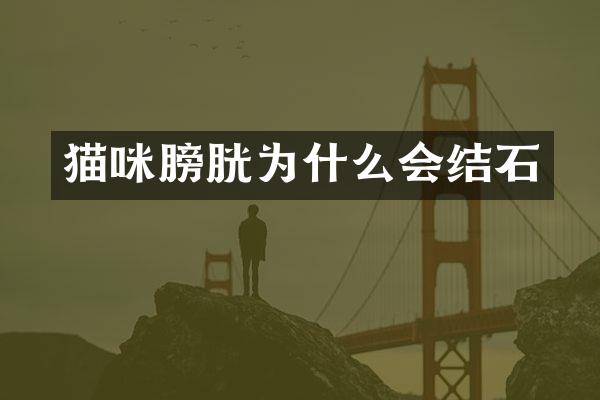 猫咪膀胱为什么会结石