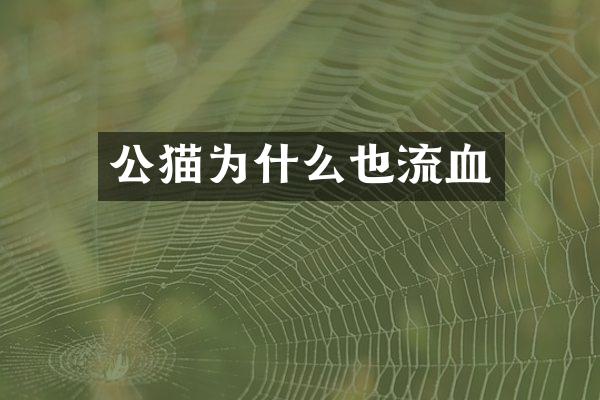 公猫为什么也流血