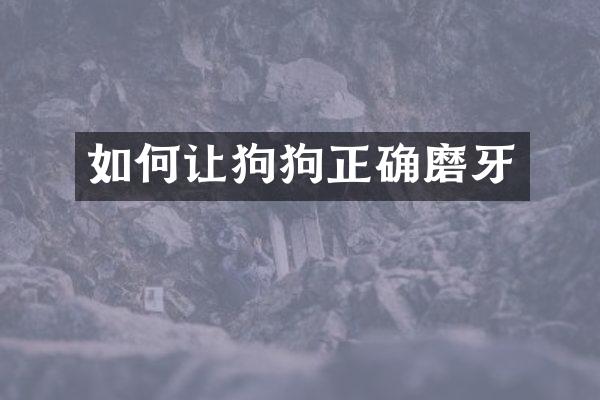 如何让狗狗正确磨牙