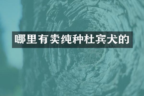 哪里有卖纯种杜宾犬的