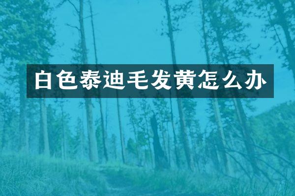 白色泰迪毛发黄怎么办