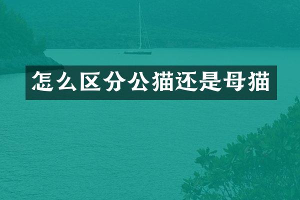 怎么区分公猫还是母猫