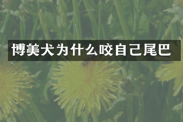 博美犬为什么咬自己尾巴