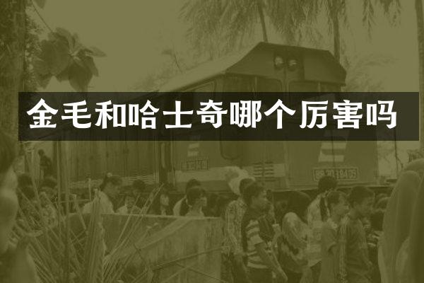 金毛和哈士奇哪个厉害吗