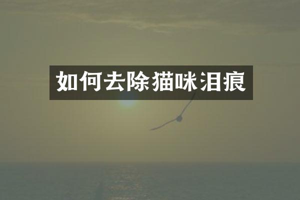 如何去除猫咪泪痕