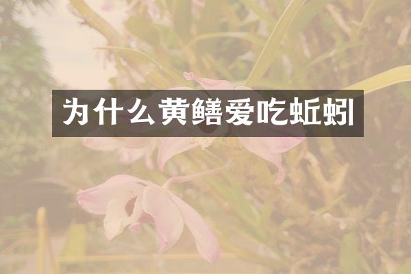 为什么黄鳝爱吃蚯蚓