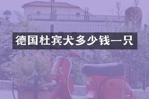 德国杜宾犬多少钱一只