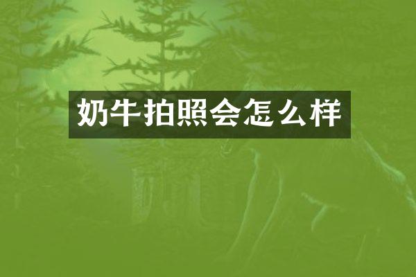 奶牛拍照会怎么样