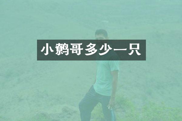 小鹩哥多少一只
