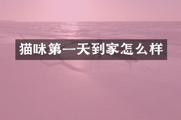 猫咪第一天到家怎么样