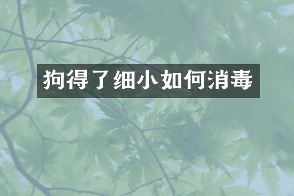 狗得了细小如何消毒