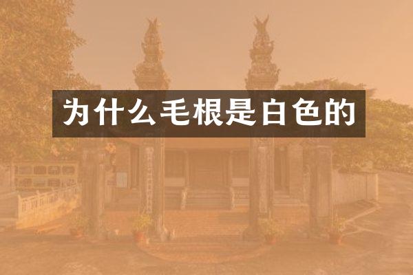 为什么毛根是白色的