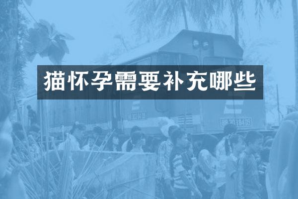 猫怀孕需要补充哪些