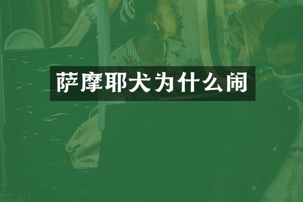 萨摩耶犬为什么闹