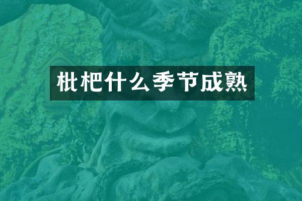 枇杷什么季节成熟