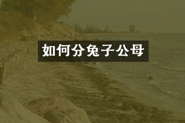 如何分兔子公母