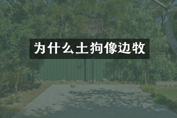 为什么土狗像边牧