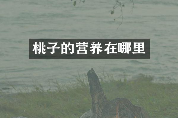 桃子的营养在哪里