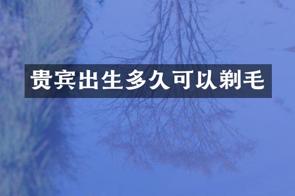 贵宾出生多久可以剃毛