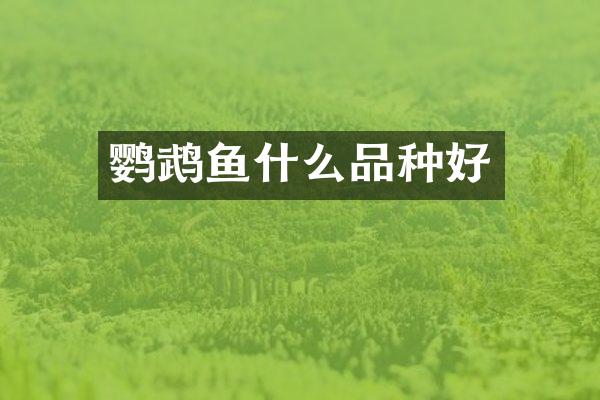 鹦鹉鱼什么品种好